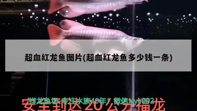 超血红龙鱼图片(超血红龙鱼多少钱一条)