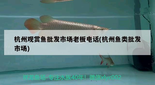 杭州观赏鱼批发市场老板电话(杭州鱼类批发市场)
