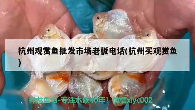 杭州观赏鱼批发市场老板电话(杭州买观赏鱼)