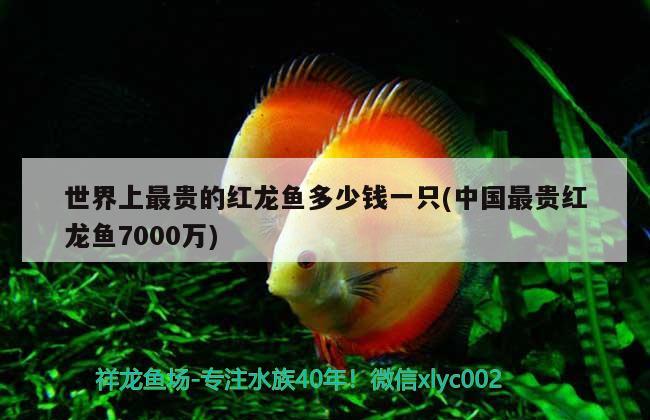 世界上最贵的红龙鱼多少钱一只(中国最贵红龙鱼7000万)