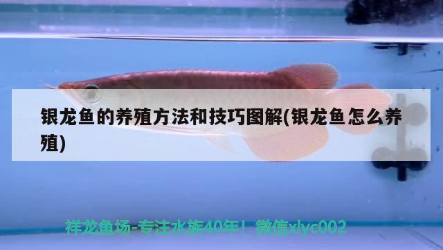 银龙鱼的养殖方法和技巧图解(银龙鱼怎么养殖) 银龙鱼