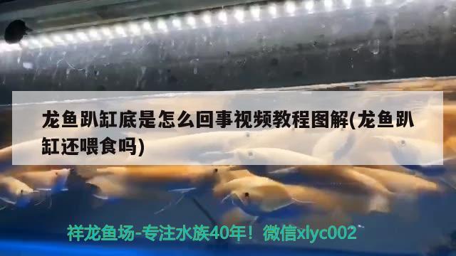 龙鱼趴缸底是怎么回事视频教程图解(龙鱼趴缸还喂食吗) 锦鲤鱼