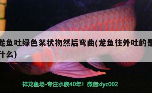 龙鱼吐绿色絮状物然后弯曲(龙鱼往外吐的是什么) 广州祥龙国际水族贸易