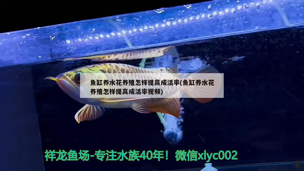 鱼缸养水花养殖怎样提高成活率(鱼缸养水花养殖怎样提高成活率视频) 绿皮皇冠豹鱼