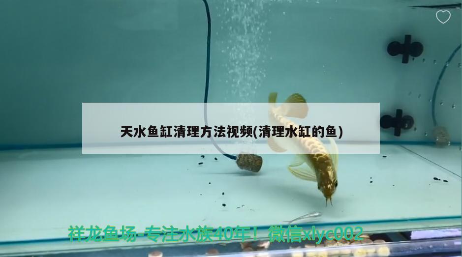 天水鱼缸清理方法视频(清理水缸的鱼)