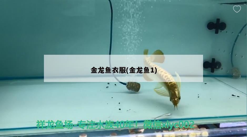 金龙鱼衣服(金龙鱼1)