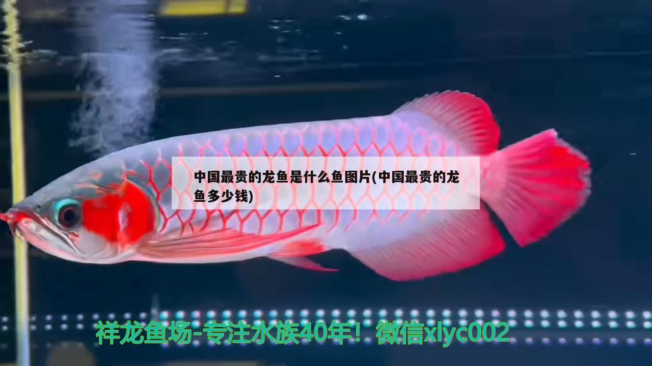 中国最贵的龙鱼是什么鱼图片(中国最贵的龙鱼多少钱) 柠檬鲫
