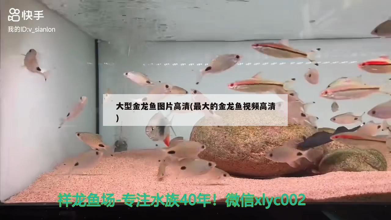 大型金龙鱼图片高清(最大的金龙鱼视频高清) 红白锦鲤鱼