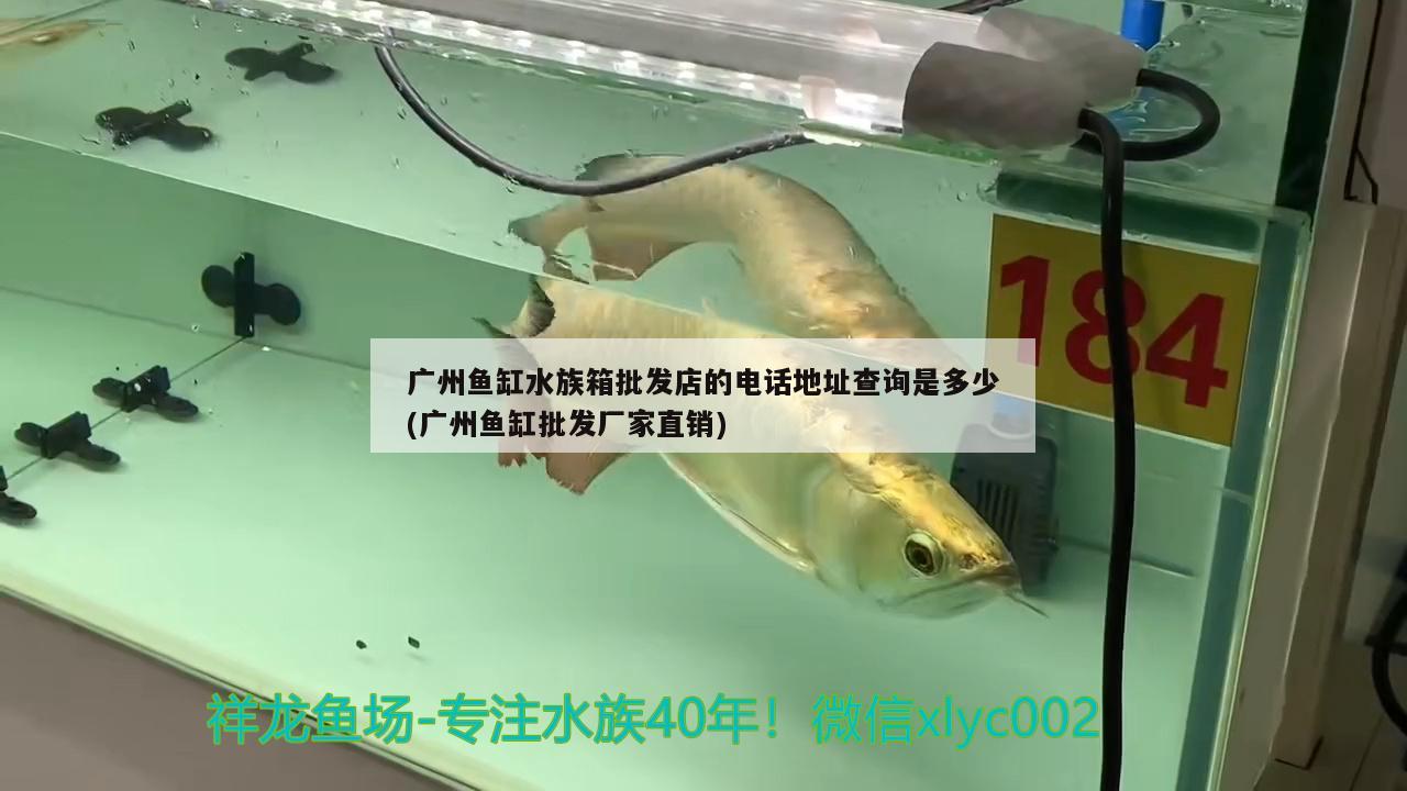 广州鱼缸水族箱批发店的电话地址查询是多少(广州鱼缸批发厂家直销)