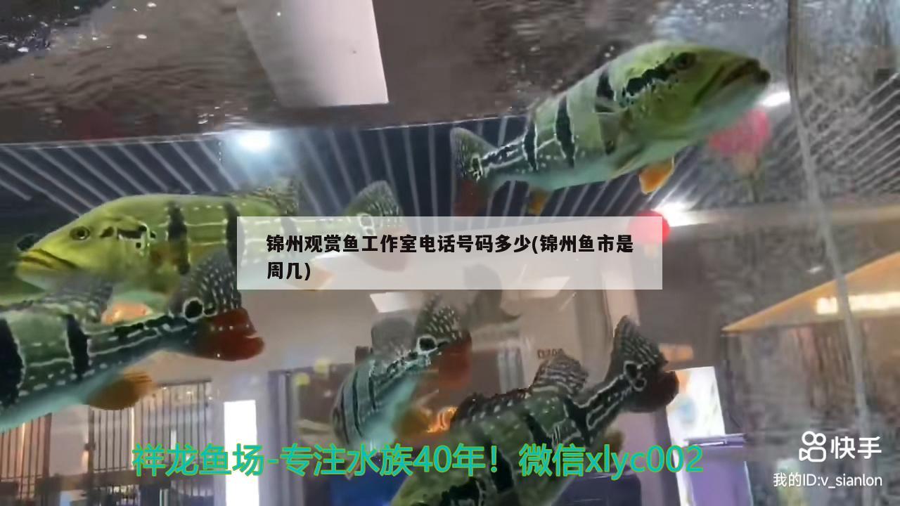 锦州观赏鱼工作室电话号码多少(锦州鱼市是周几)