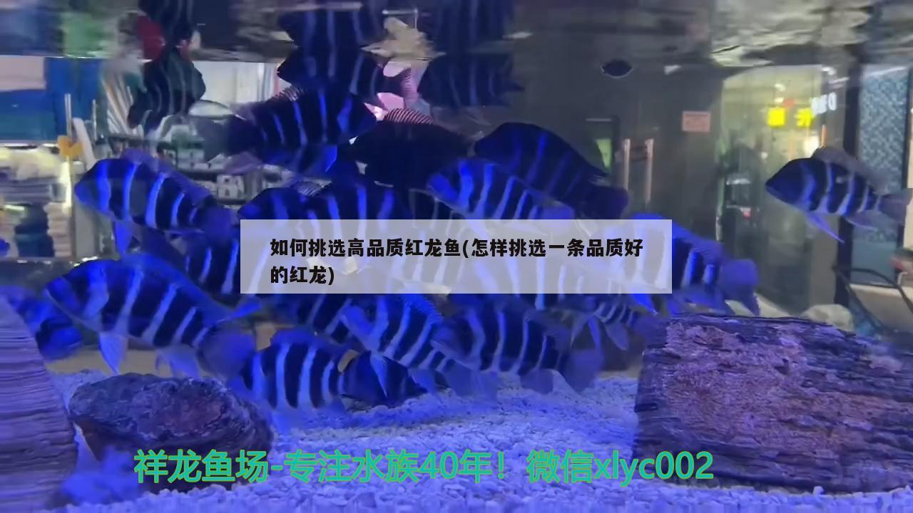 如何挑选高品质红龙鱼(怎样挑选一条品质好的红龙) 广州水族批发市场