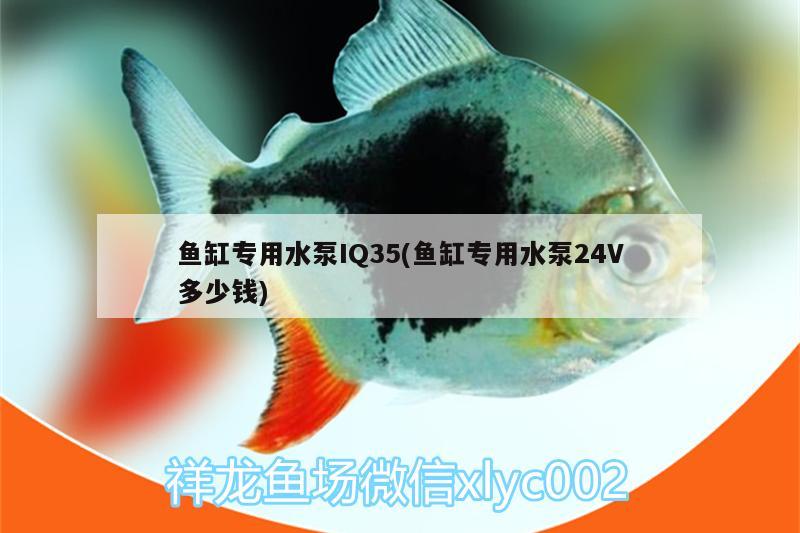 鱼缸专用水泵IQ35(鱼缸专用水泵24V多少钱) 斑马鸭嘴鱼