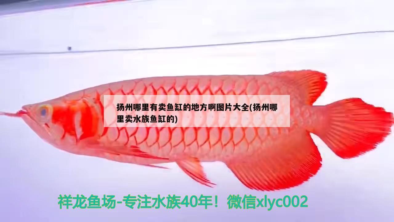 扬州哪里有卖鱼缸的地方啊图片大全(扬州哪里卖水族鱼缸的) 斑马鸭嘴鱼