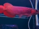 33cm超大尾巴红龙鱼