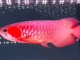 30多公分（37cm）超血红龙鱼