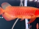 36cm超血红龙鱼