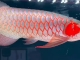 35公分印尼超血红龙鱼2023
