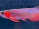 30公分白玉红龙鱼