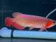 白玉红龙鱼20221122