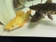 15cm小黄金猫鱼