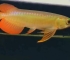 21公分火焰尾红龙鱼