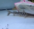 斜纹斑马鸭嘴鱼，马来西亚祥龙鱼场出品