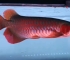 2021印尼超血红龙鱼