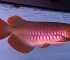 47公分红龙鱼
