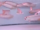 15-17cm号半红龙鱼”最便宜的红龙鱼“