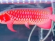 白玉红龙鱼2022-镜面金属质感，白玉釉润底.红到爆表34分