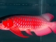 超血红龙鱼36分胸鳍过腹，飘逸七鳍，镜面油润底.