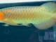 印尼超血34分典型的中框鱼，成鱼框感非常漂亮；油亮绿皮...