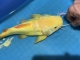 大尺寸黄金猫鱼