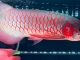 35公分印尼ID超血红龙鱼