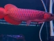 33cm超大尾巴红龙鱼