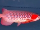 40公分超血红龙鱼2023