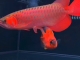40cm大尺寸红龙鱼