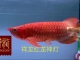 红龙鱼增色比赛指定专用祥龙红龙鱼神灯