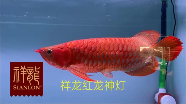 红龙鱼增色比赛指定专用祥龙红龙鱼神灯