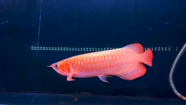 40cm白玉红龙鱼