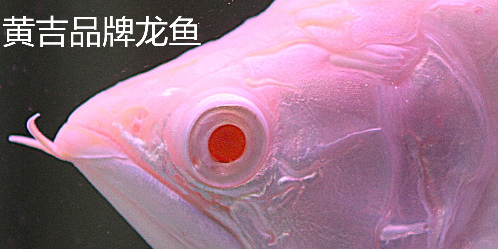 芥子 - 祥龙鱼场品牌产品 - 广州观赏鱼批发市场