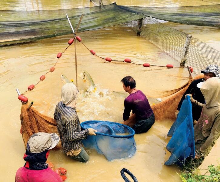 马来西亚第一家繁殖龙鱼企业祥龙鱼场 祥龙鱼场动态 祥龙鱼场