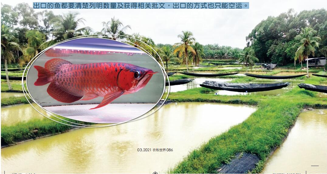马来西亚第一家繁殖龙鱼企业祥龙鱼场 祥龙鱼场动态 祥龙鱼场