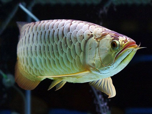 Eastern Golden Dragon Fish