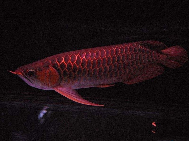 Worcester Red arowana with thin frame