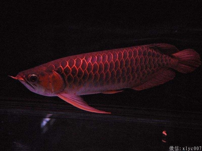 Central Thin frame red dragon fish