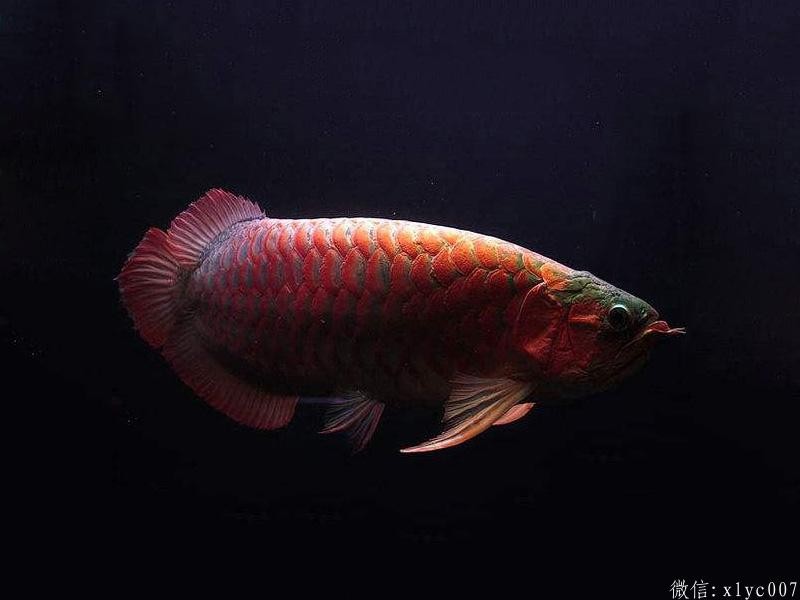 Central Thick frame red dragon fish