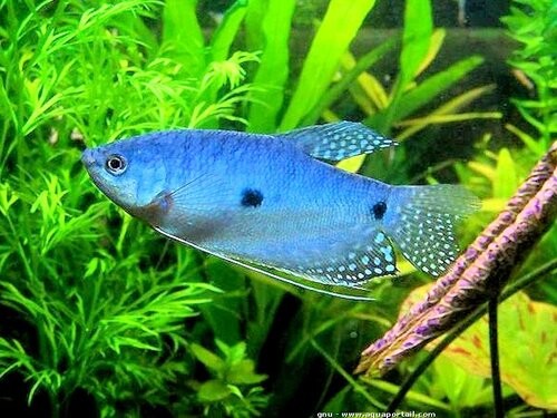 Amazonas Gouramis+fish