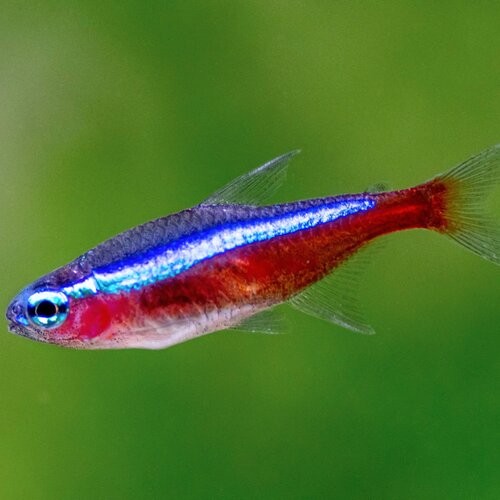 Central Red+neon+tetra