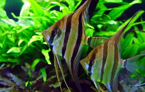 Central Angelfish